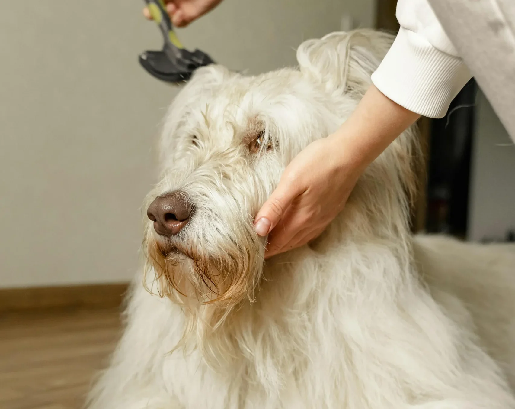 Top 5 Best Pet Hair Removal Tools for Dogs & Cats (2026 Guide)