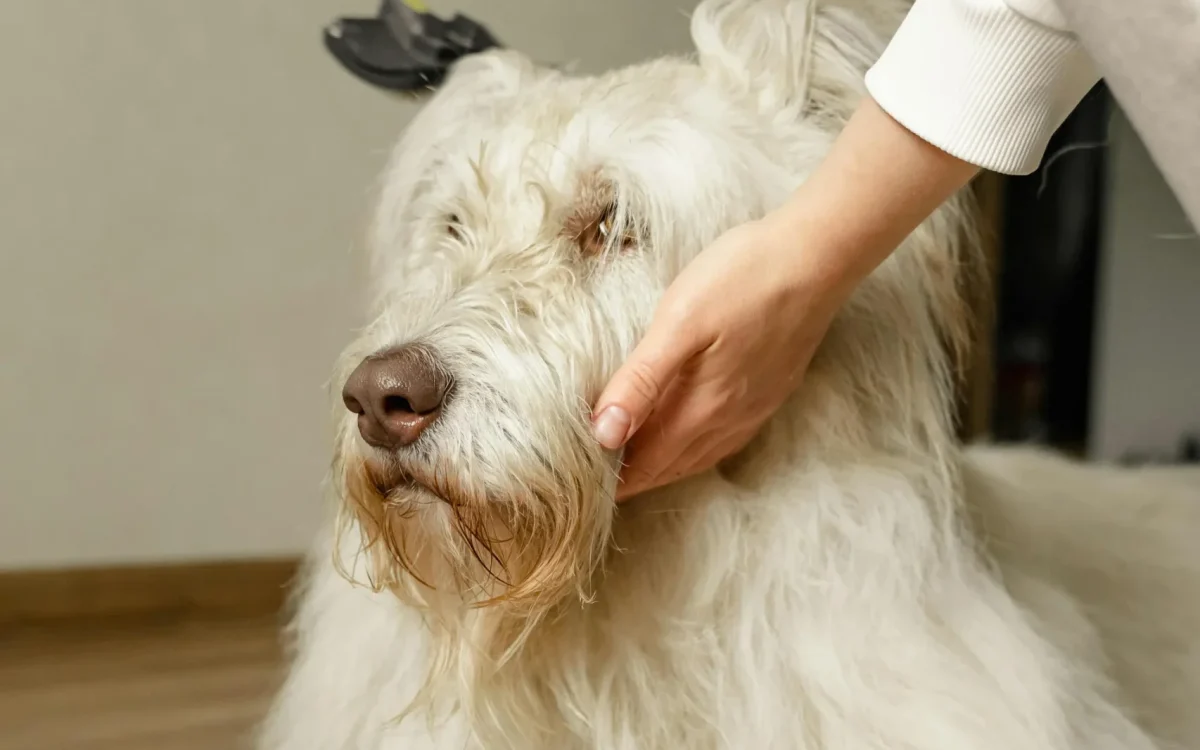 Top 5 Best Pet Hair Removal Tools for Dogs & Cats (2026 Guide)